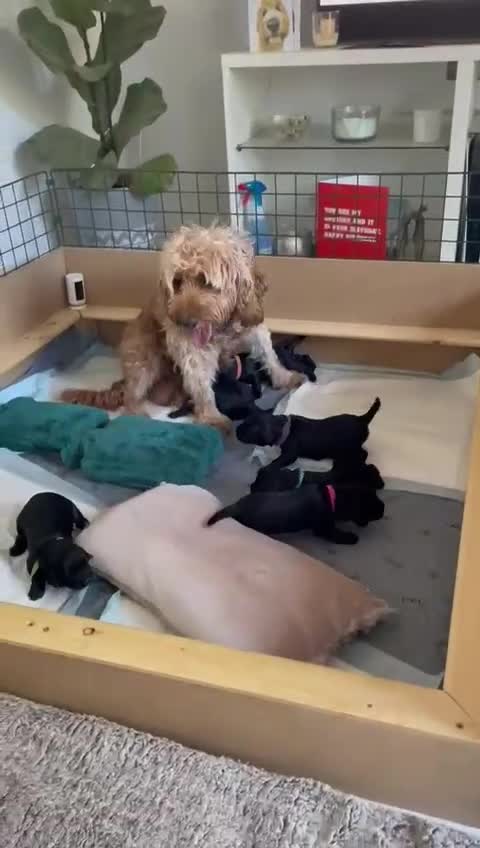 Cockapoo dogs for sale: Ted and Winnies cockapoo puppies - Video 1