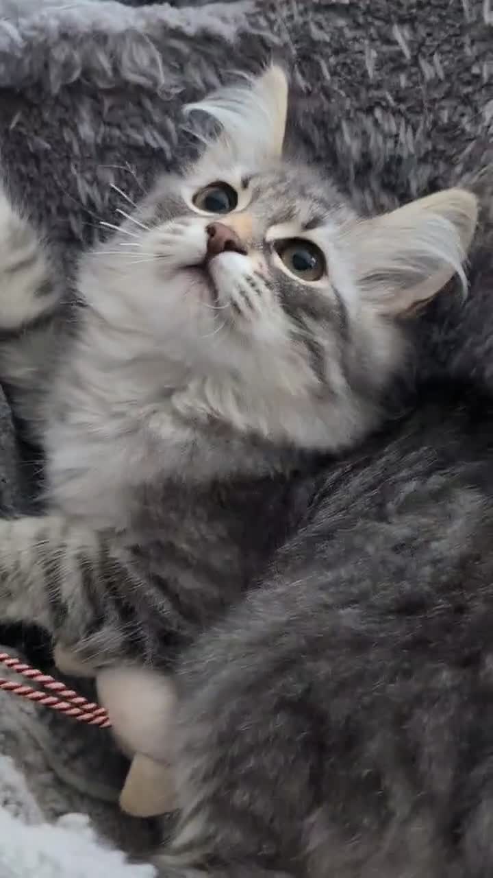 Siberian cats for sale: Siberian girl  - Video 1