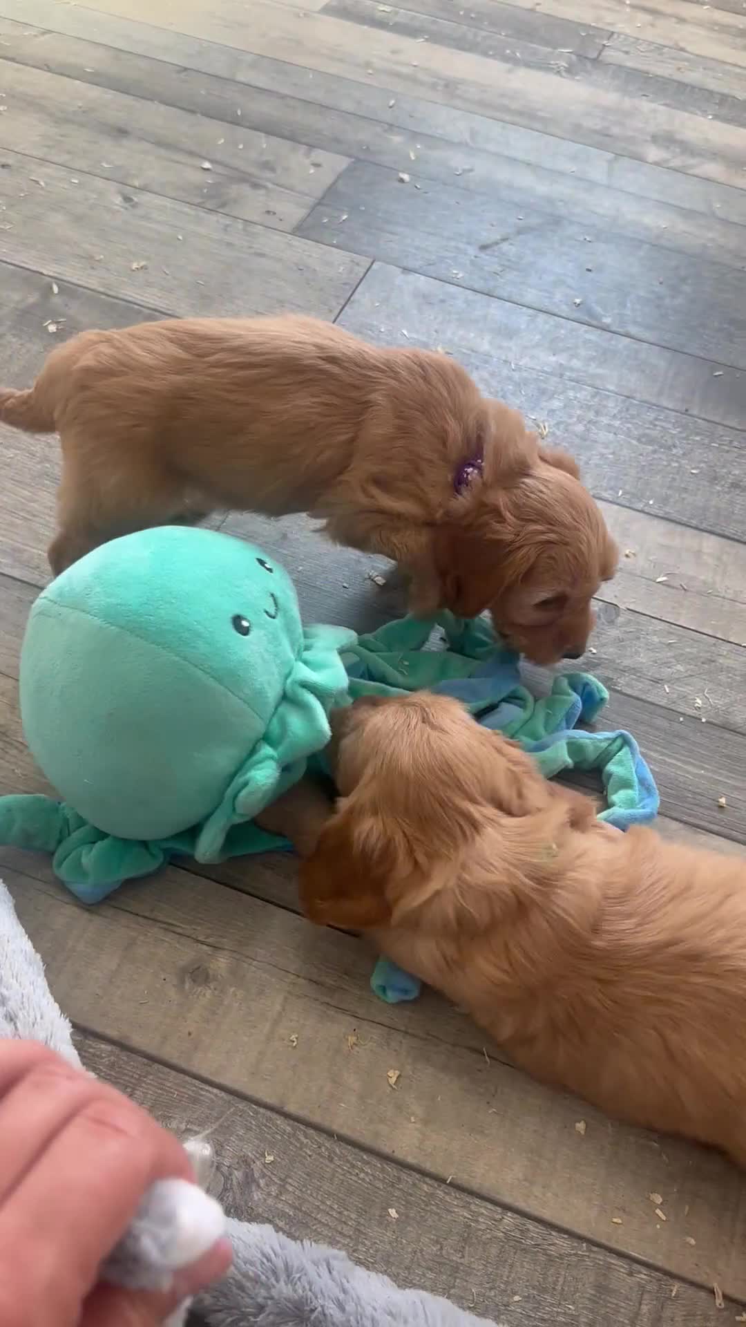 Cockapoo dogs for sale: F1b outstanding cockapoo fully  health tested in Ely - Video 4
