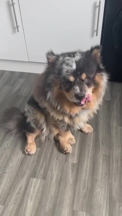 Chow Chow dogs for stud: Pumba direct at at  - Video 1