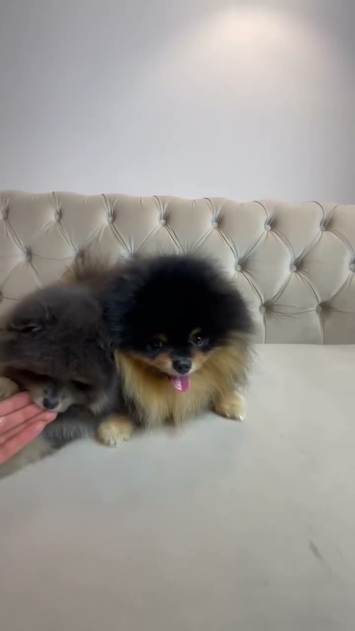 Pomeranian dogs for sale: ✨ RARE POMERANIAN BOY ✨ - Video 1