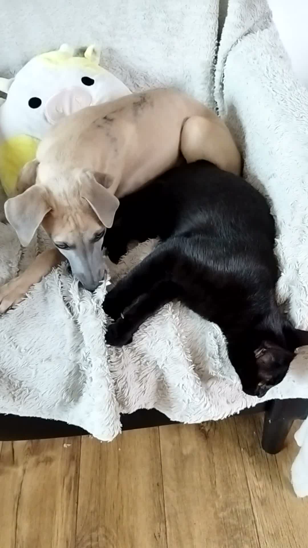Whippet dogs for sale: Show quality KC reg pups - Video 1