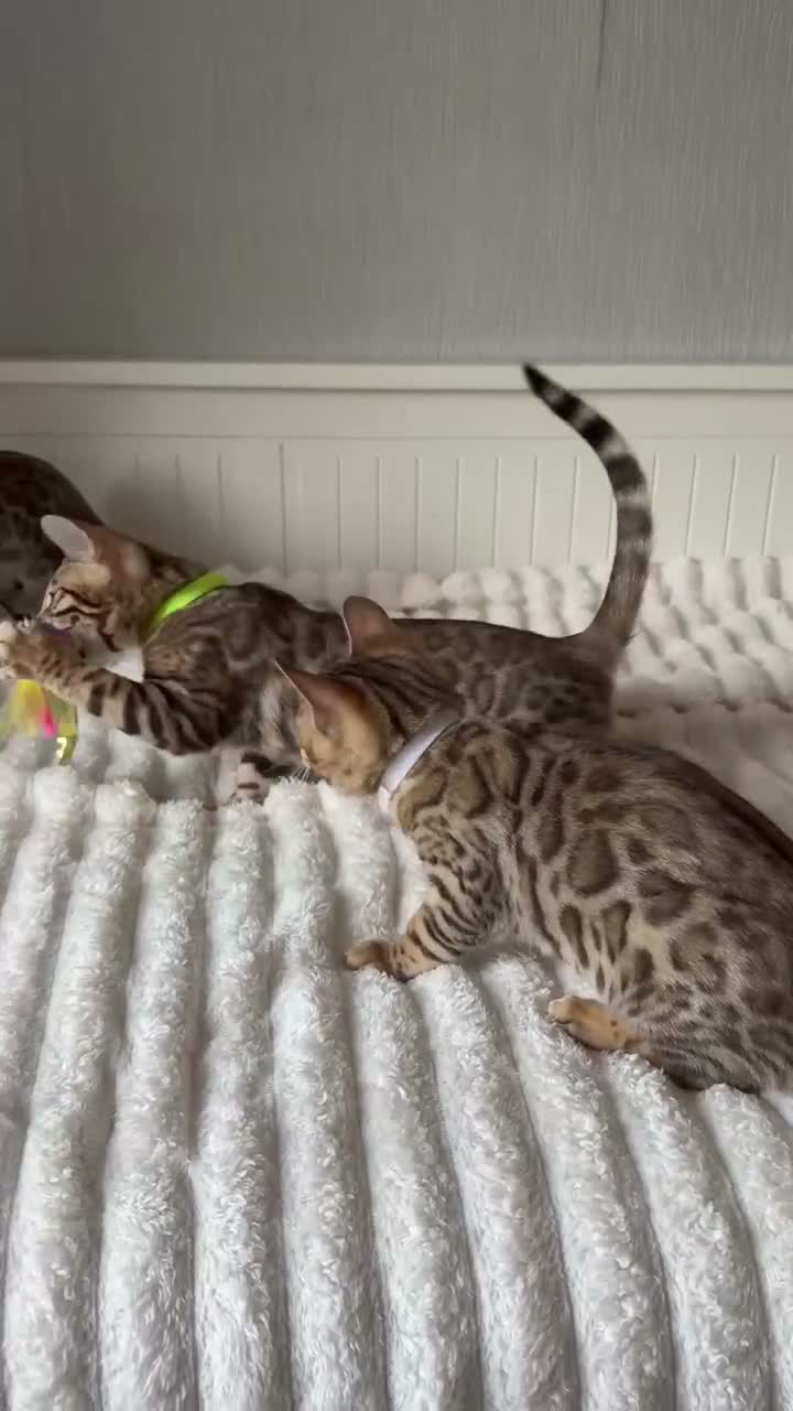 Bengal cats for sale: 🐆 Adorable pedigree Bengal kittens 🐆 - Video 1