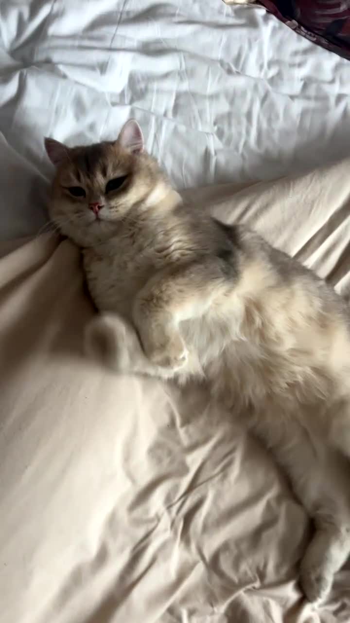 British Shorthair cats for stud: Muezza our big boy cat looking for queen  - Video 1