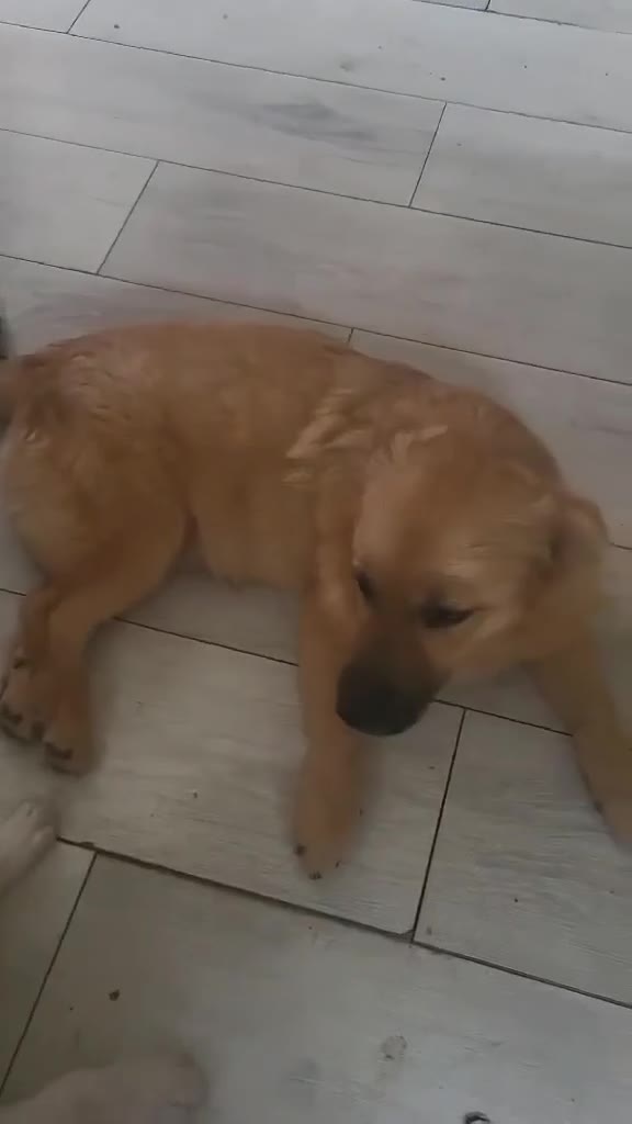 Mixed Breed dogs for adoption: BARLEY, 6mo, small - loves dogs, kids,cats/loving - Video 1