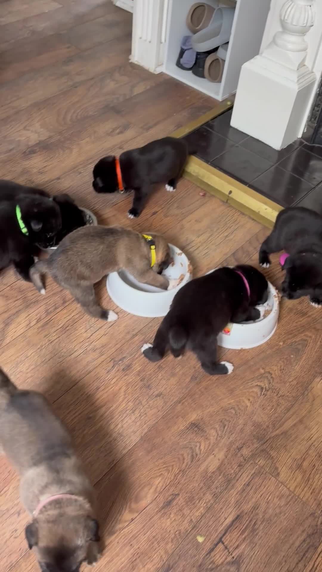 Mixed Breed dogs for sale: Akita(husky)/ Labrador puppies in Gillingham - Video 1