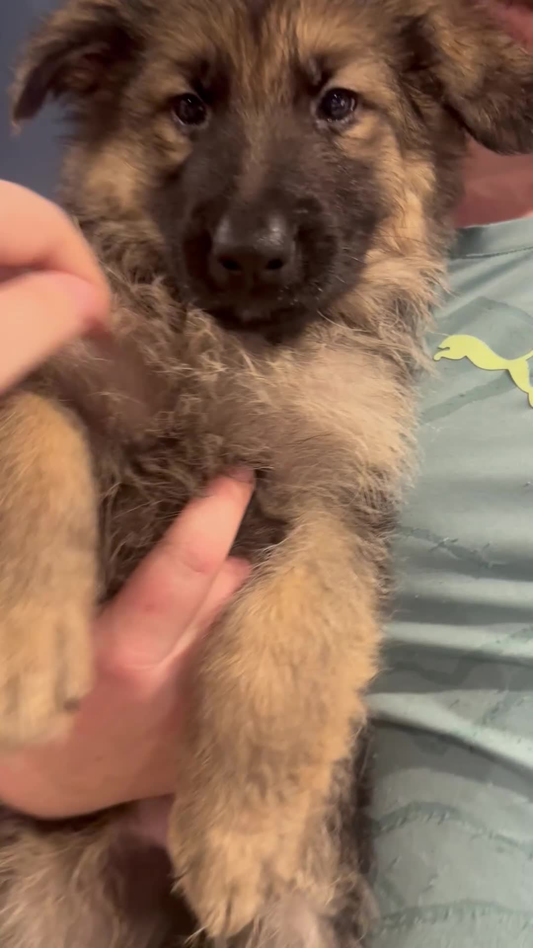 German Shepherd dogs for sale: German Shepherd puppies *Open to sensible offers* - Video 2