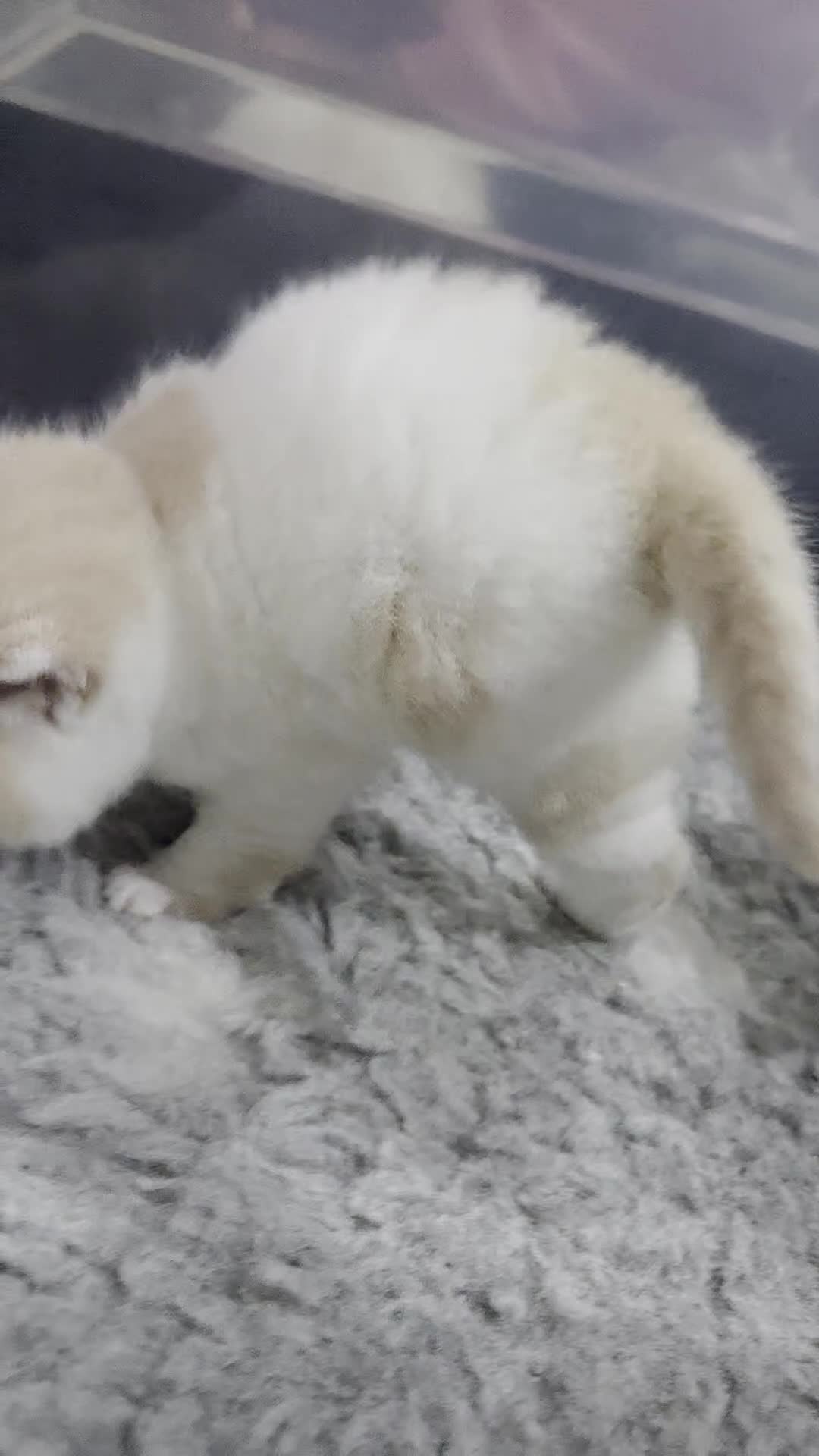 British Shorthair cats for sale: Gccf registered British shorthair kittens  - Video 1