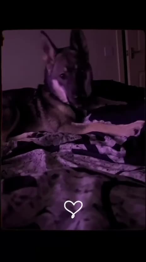 Mixed Breed dogs for sale: Northern inuit cross American akita female  - Video 1