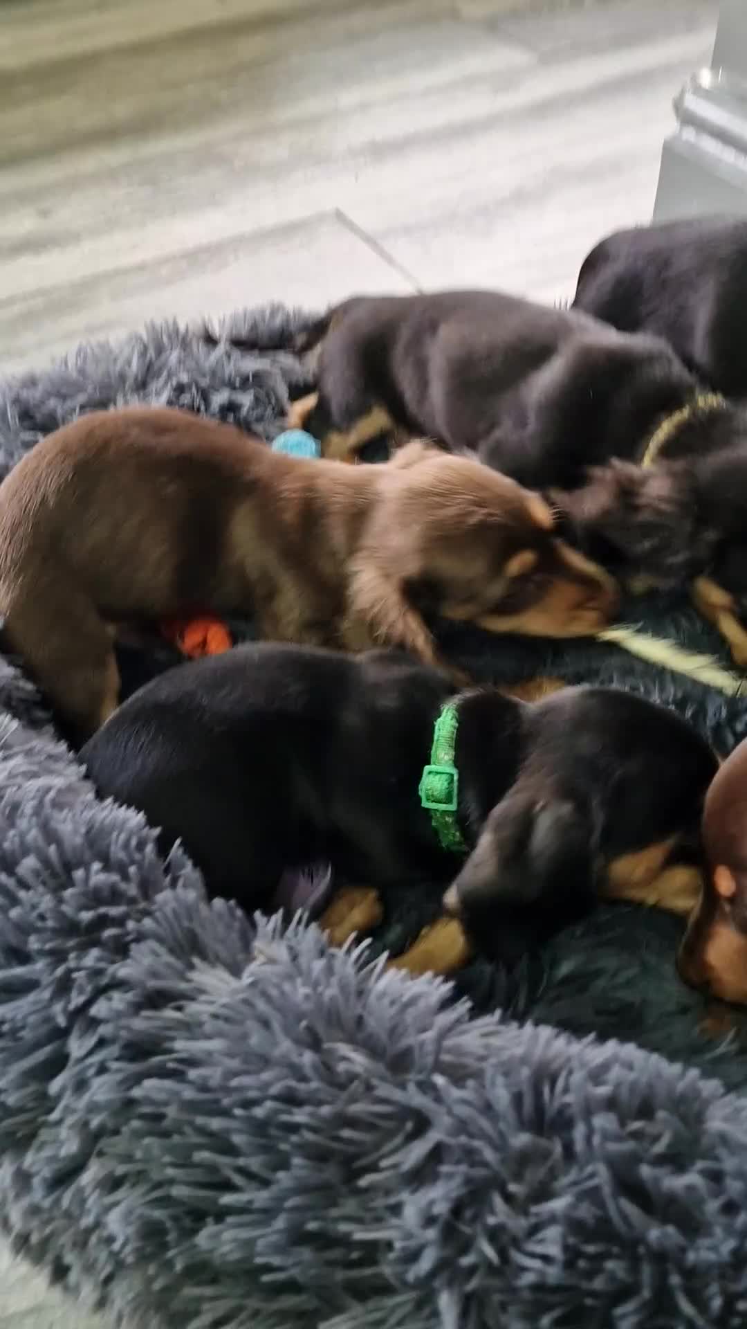 Miniature Dachshund dogs for sale: LAST TWO GORGEOUS MINIATURE DACHSHUNDS - Video 1