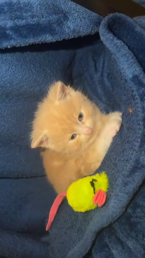 Ragdoll cats for sale: Female blonde/ginger kitten  - Video 1