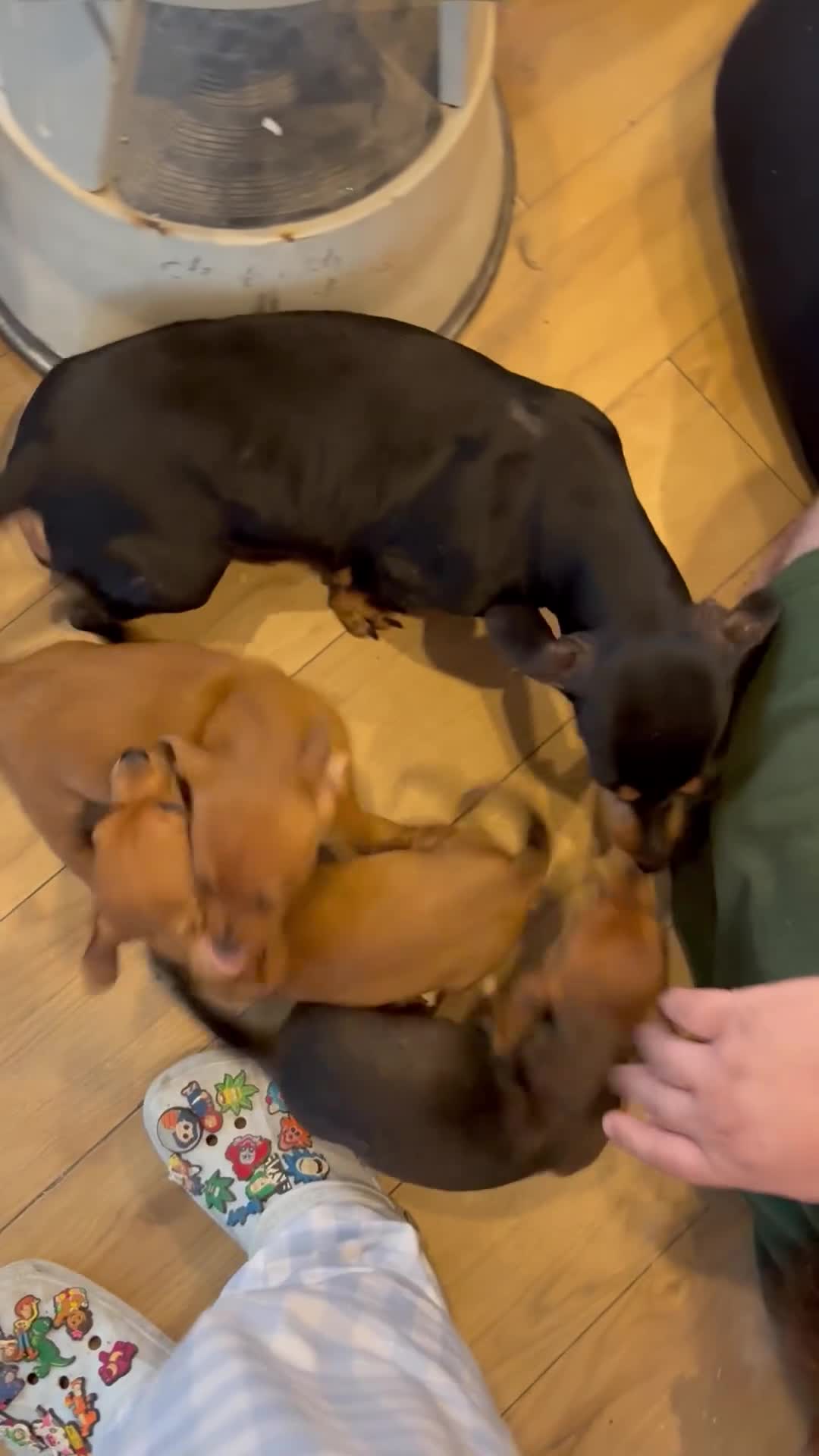 Chihuahua dogs for sale: Dachshund cross chihuahuas Puppys  - Video 1