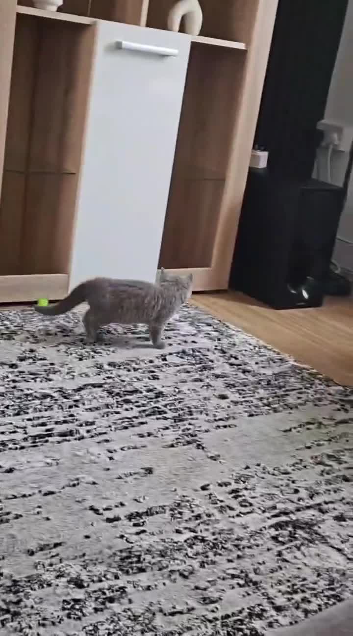 British Shorthair cats for sale: Female British Shorthair Kitten in Llanelli - Video 1