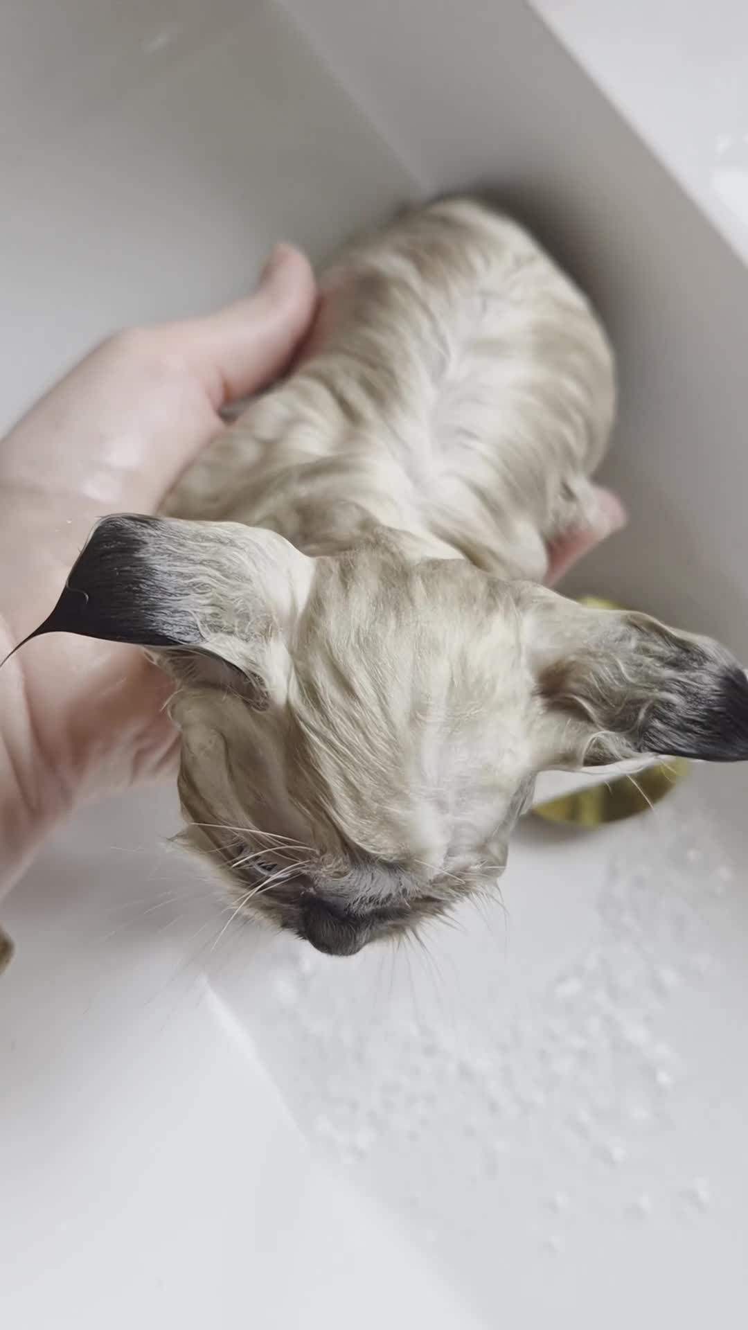 Ragdoll cats for sale: Ragdoll Kittens 😸 ♥️ - Video 4