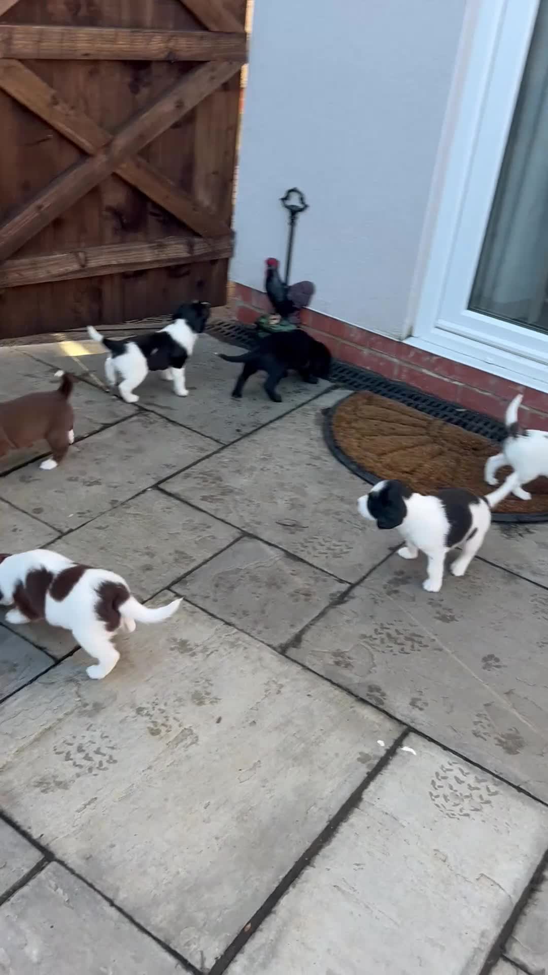 Sprollie dogs for sale: Sprollie  - Video 1