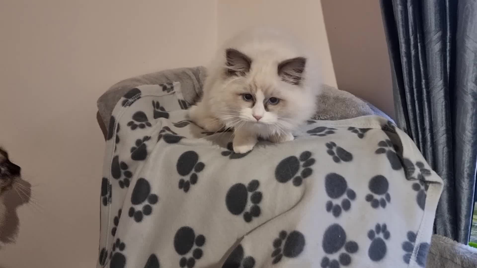 Ragdoll cats for sale: Pedegree stuning Ragdoll kittens - Video 2