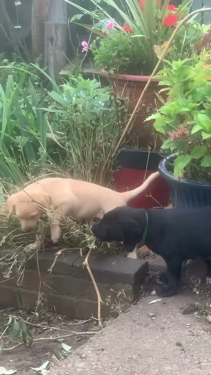 Labrador Retriever dogs for sale: 5 Labrador puppies 2 male 3 female - Video 4