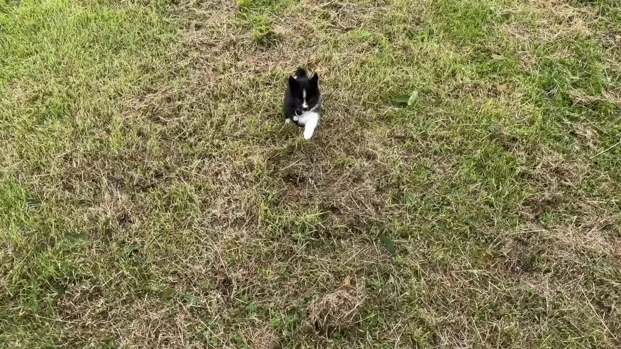 Pomsky dogs for sale: Adorable small f3 Pomsky puppies for sale  - Video 2