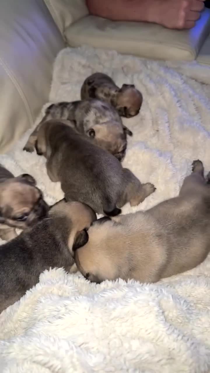 French Bulldog dogs for sale: French bulldog  in Maesteg - Video 1