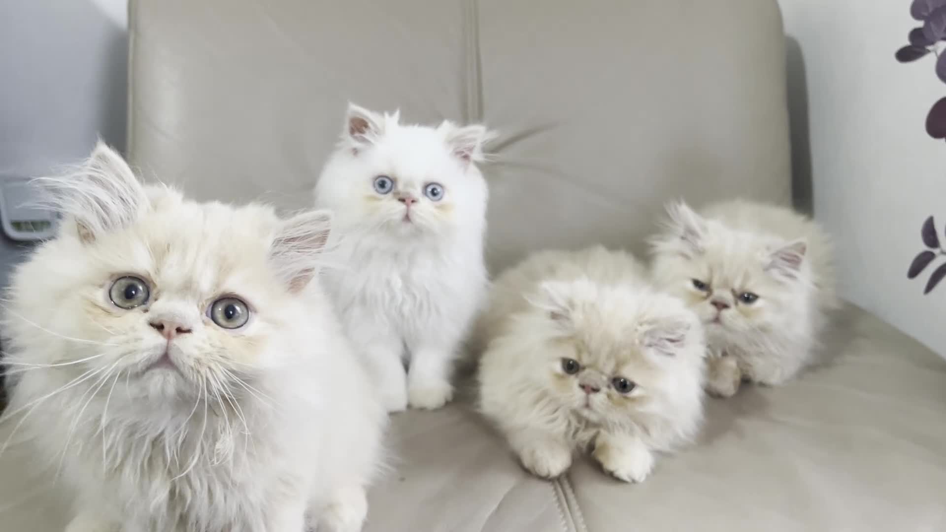 Persian cats for sale: 🐾 Persian Kittens for Sale 🐾 - Video 3