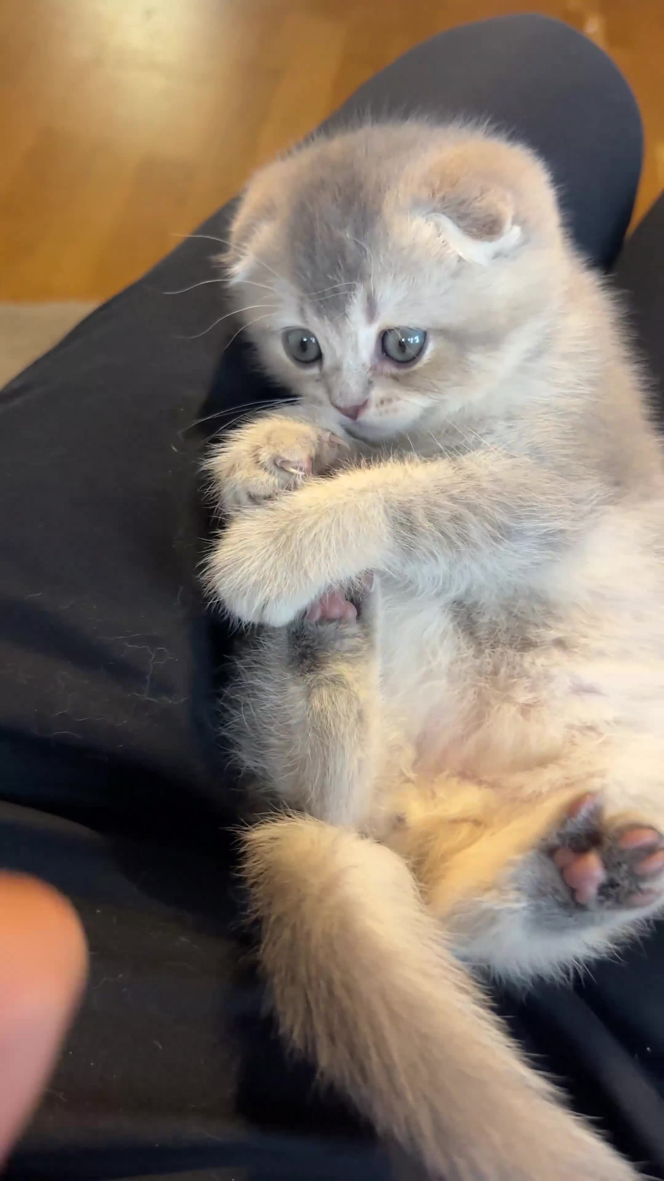 Scottish Fold cats for sale: Scottish Fold Boy - Video 1