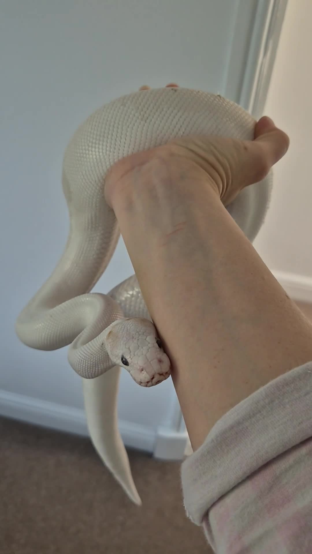 Python Snake reptiles for sale: Blue Eyed Leucistic (BEL) Python Ball in Stockport - Video 2