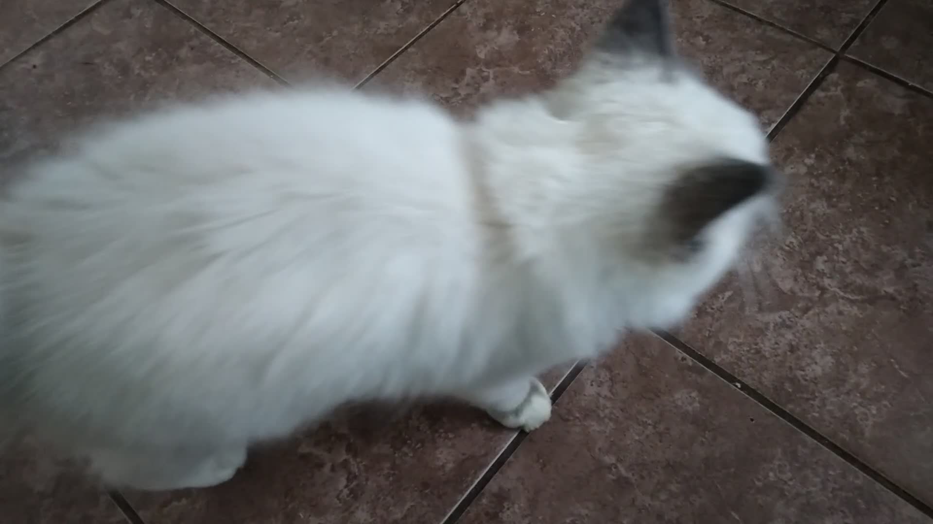 Siberian cats for sale: Beautiful pure Ragdoll  - Video 3