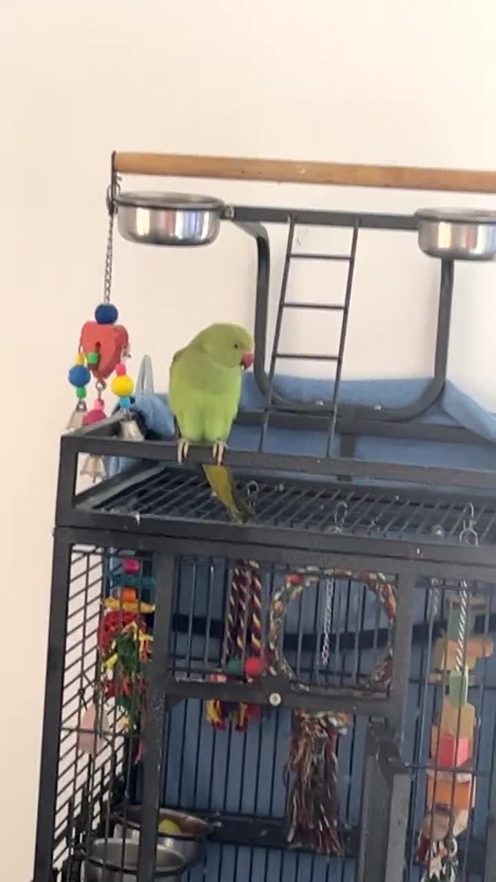 Ringnecks birds for sale: Female Indian ring neck not hand tame  - Video 2