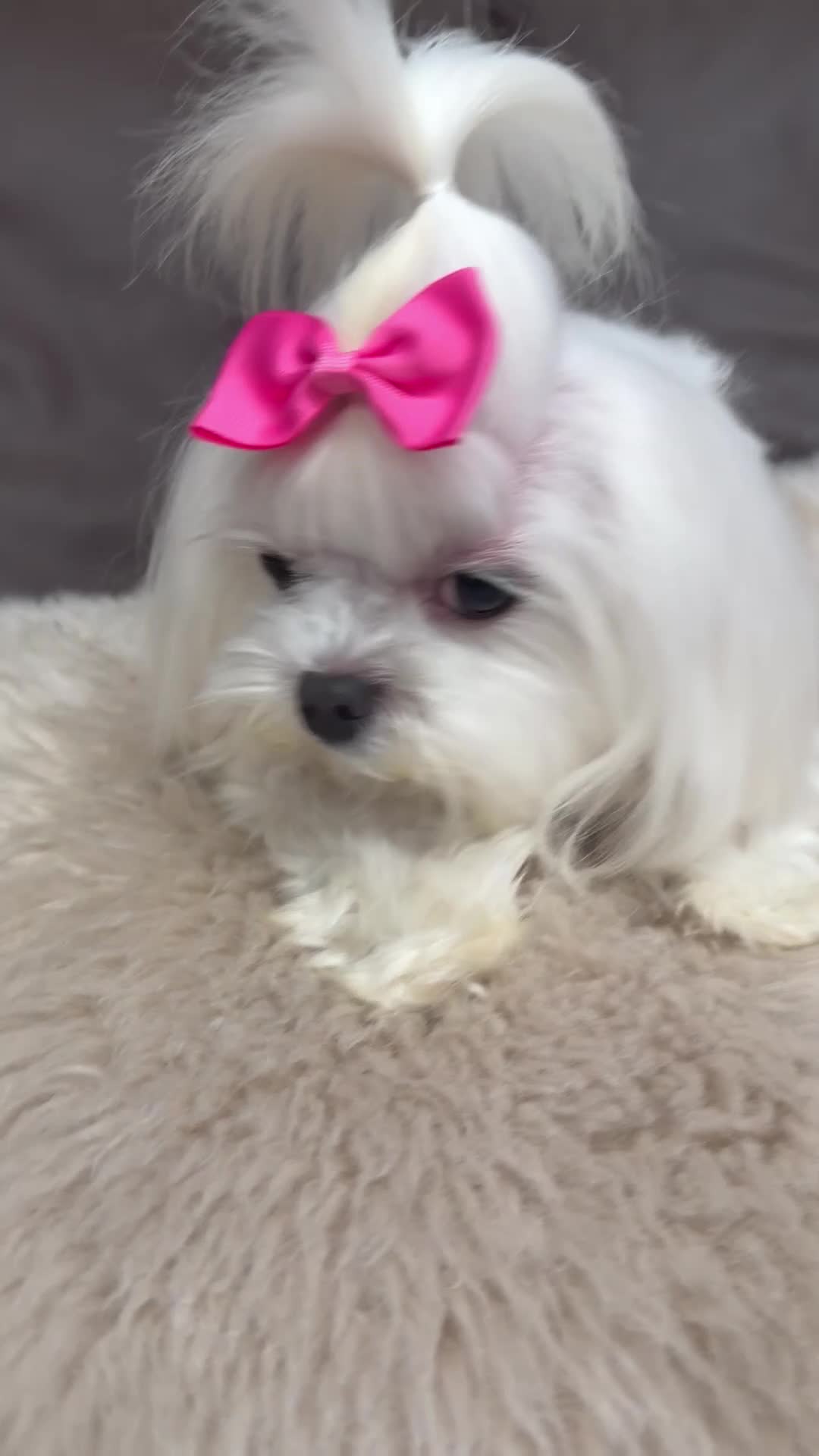 Maltese dogs for sale: Full Korean Female Maltese Age 5 - Video 1