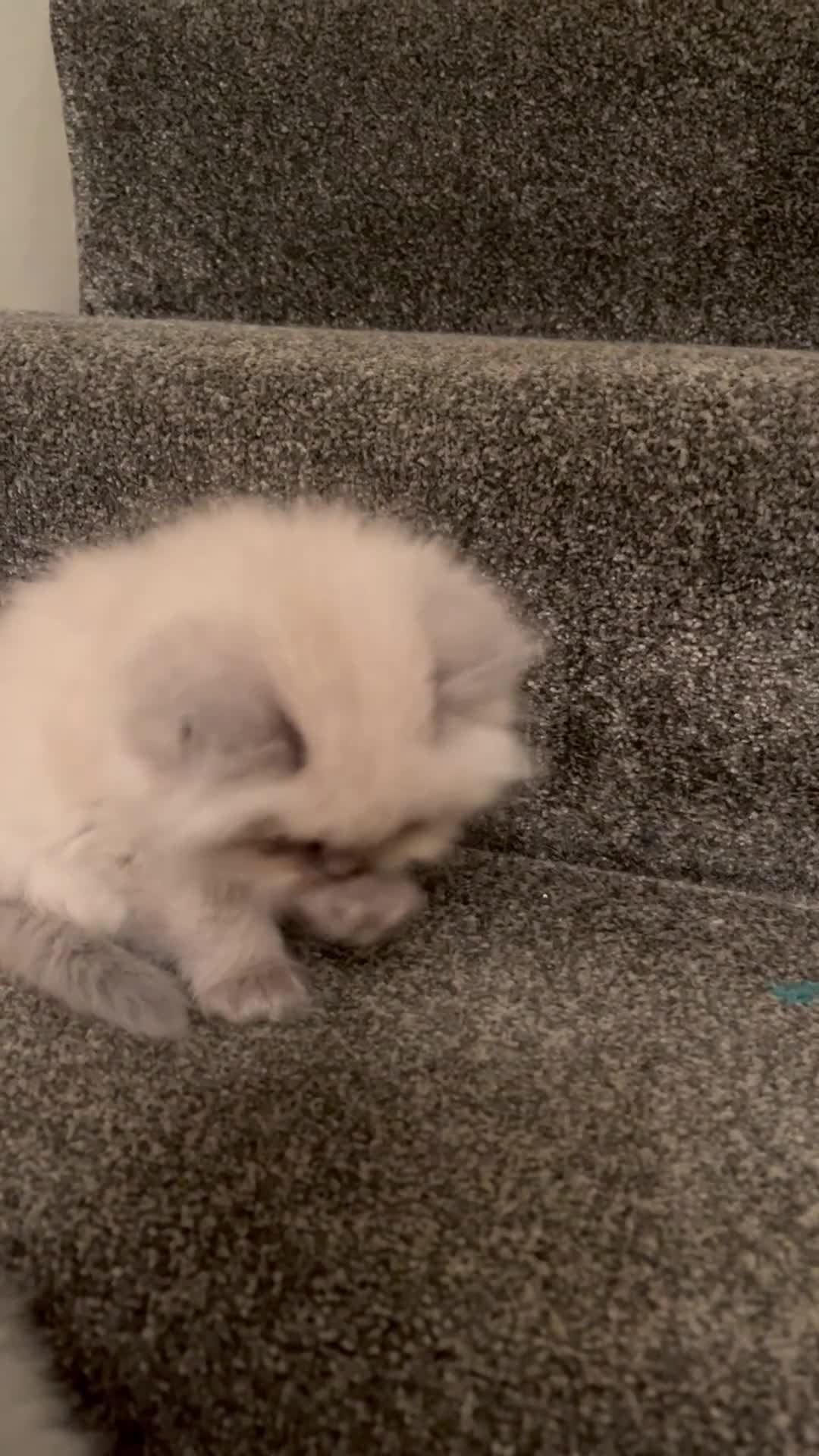 Persian cats for sale: 💕Simply Stunning Blue Point Persians PKD neg 💕 - Video 1