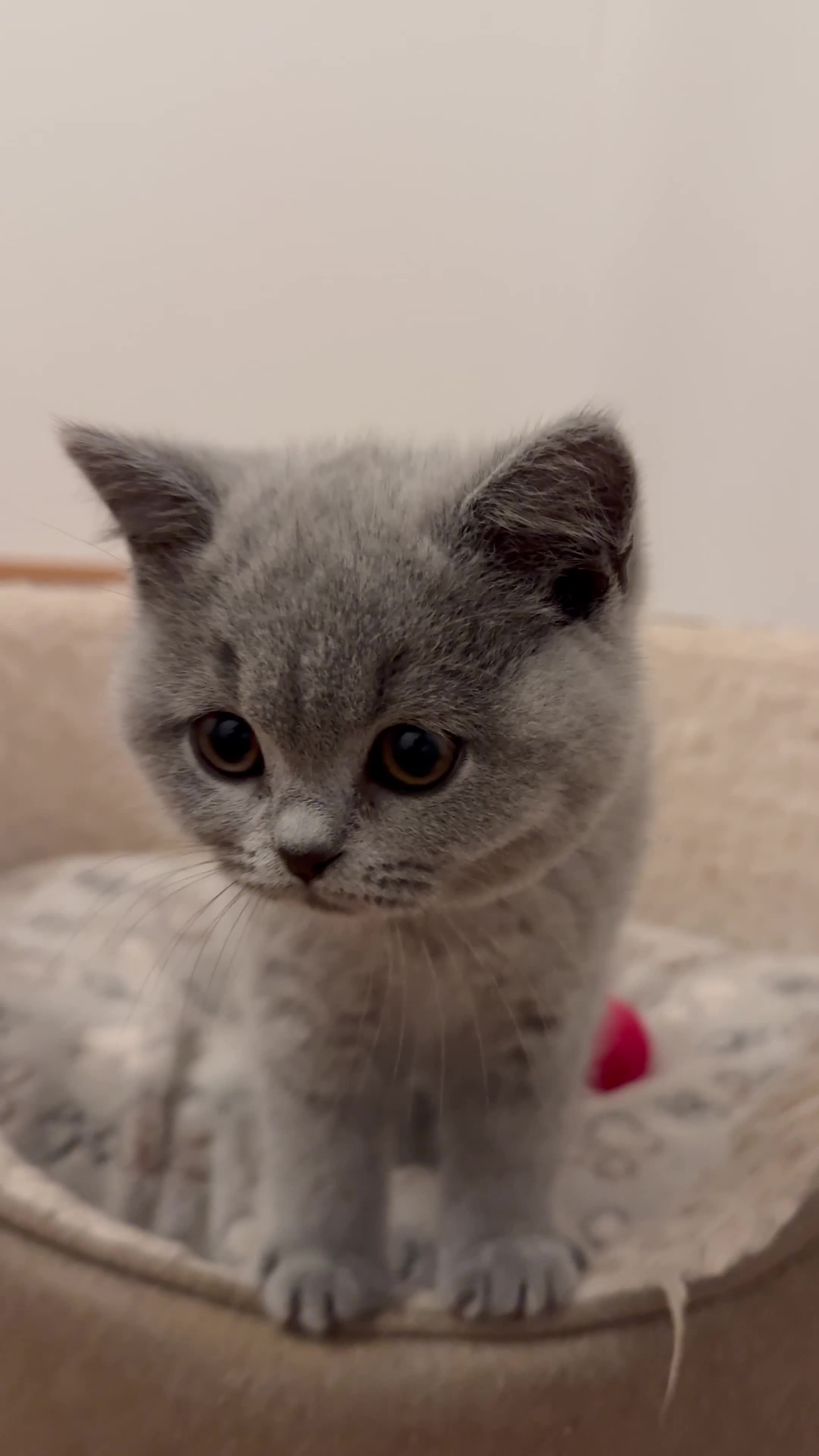British Shorthair cats for sale: IGRCH & GRCH Sired GCCF reg British Shorthair  - Video 1