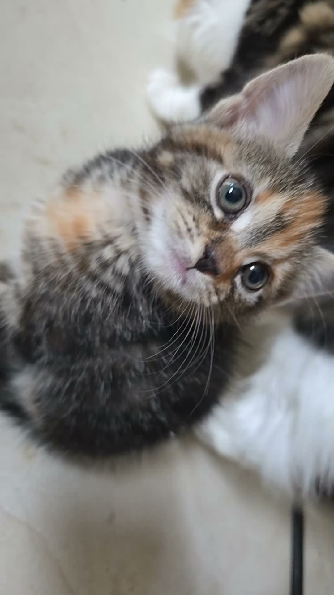Mixed Breed cats for sale: Tabby kittens  - Video 1
