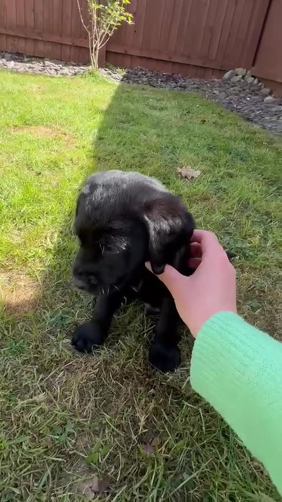 Labrador Retriever dogs for sale: KC Registered Black Labrador Puppies - Video 4