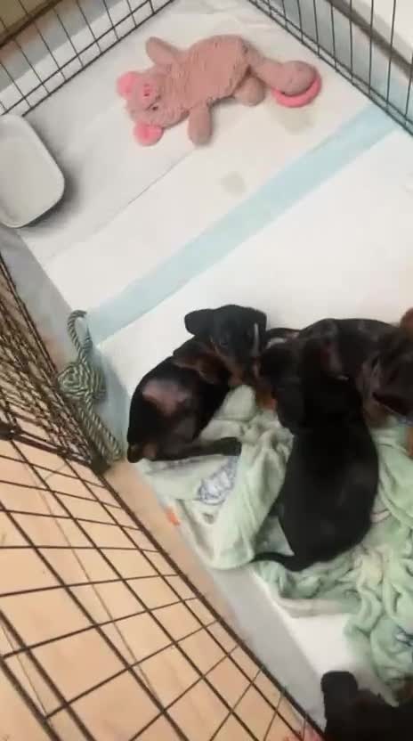 Dachshund dogs for sale: Beautiful daschund puppies for sale in Chorley - Video 1