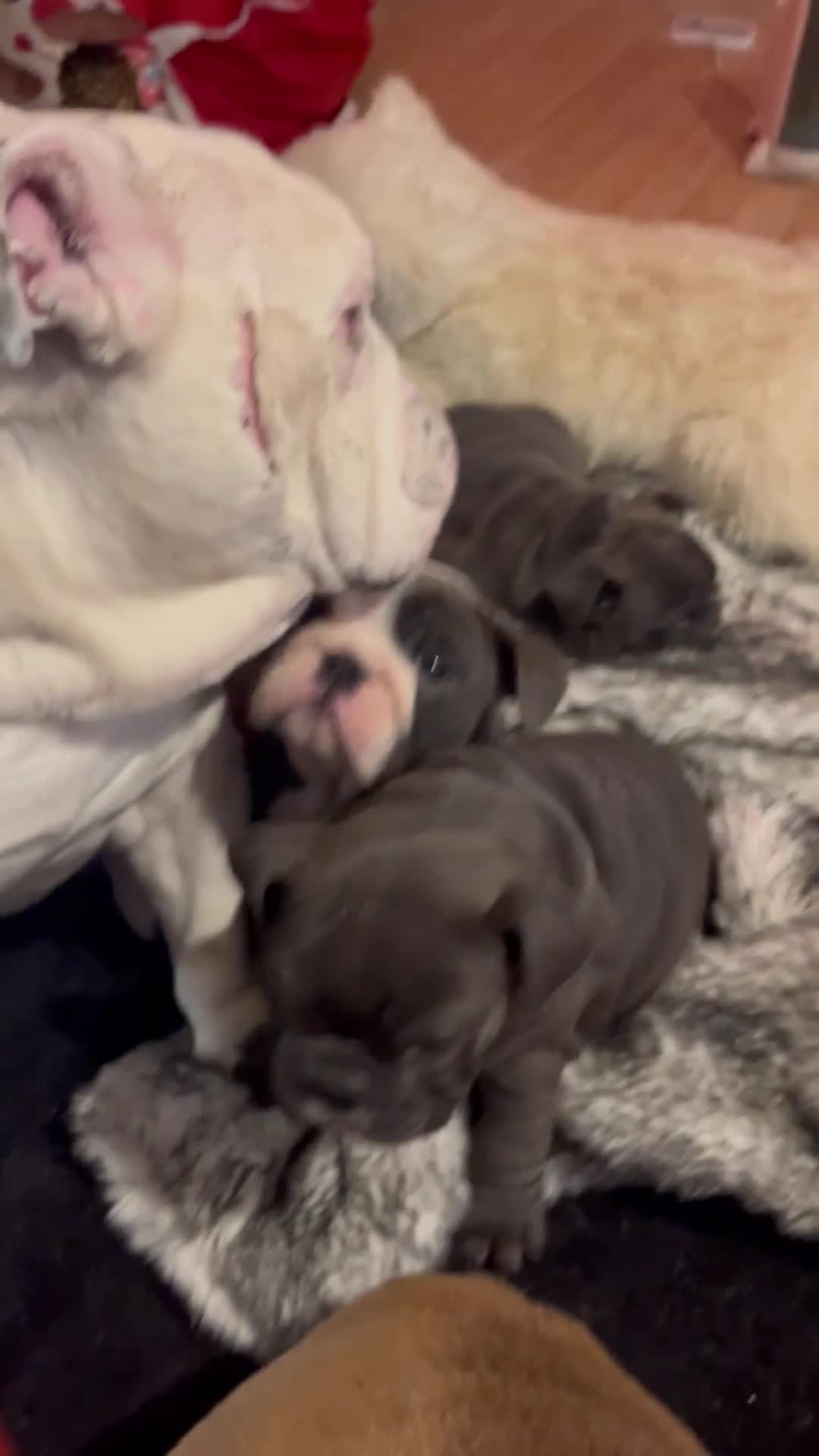 English Bulldog dogs for sale: Gorgeous English bulldog puppies  - Video 3