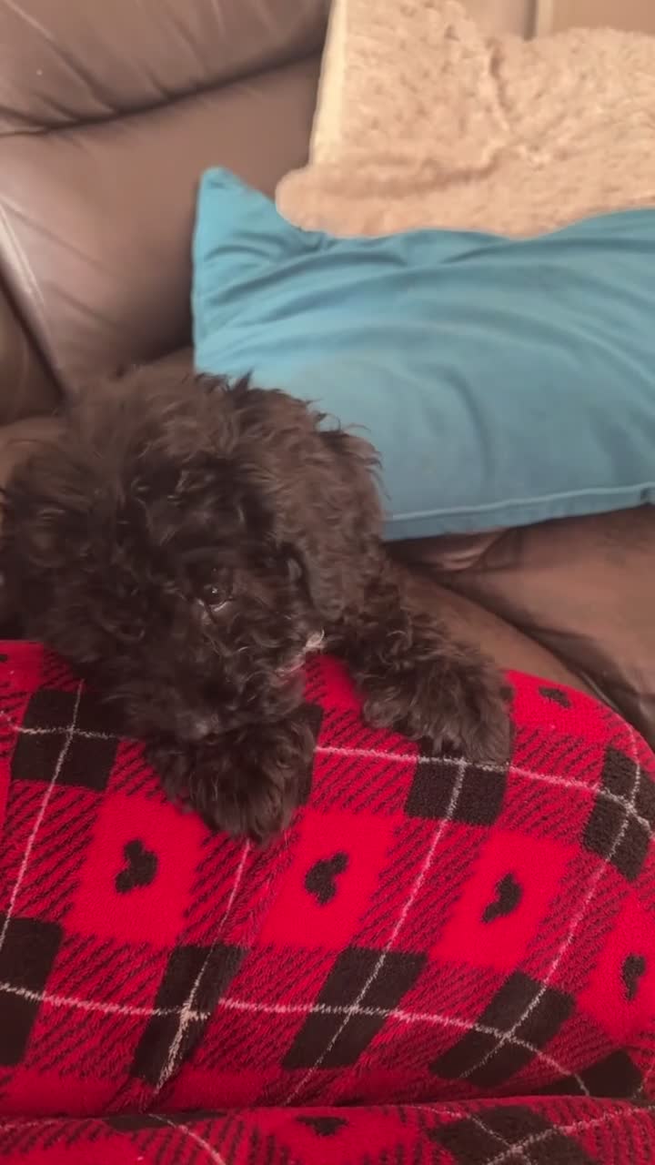 Cockapoo dogs for sale: Puppy for Sale in London - Video 1