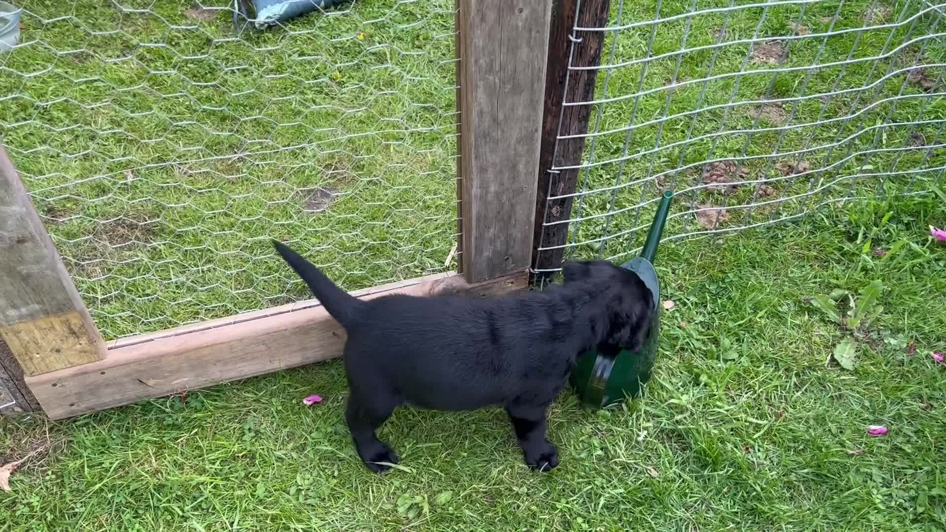 Labrador Retriever dogs for sale: Outstanding pedigree Labrador puppies in Faversham - Video 1