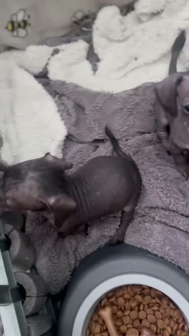 Mixed Breed dogs for sale:  Chinese crested  cross dachshund puppies  - Video 2