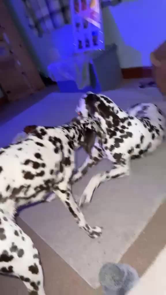 Dalmatian dogs for sale: Liver and white Dalmatian - Video 1