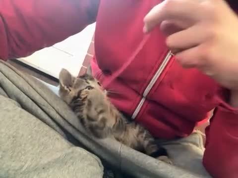 Mixed Breed cats for sale: 2 beautiful mixed kittens  - Video 1