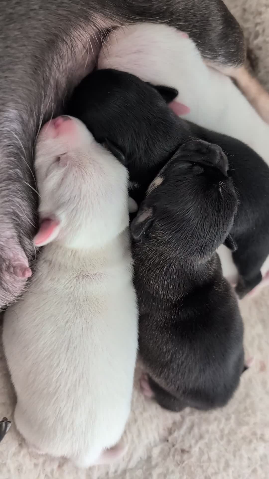 Chihuahua dogs for sale: Tiny chihuahua puppies for sale  - Video 1