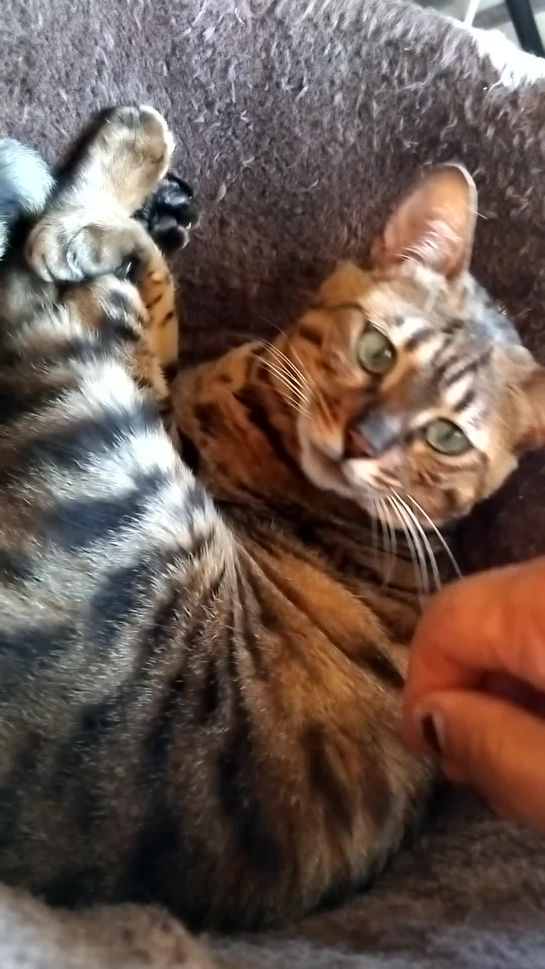 Bengal cats for sale: Stunning Friendly soft Bengal girl  in London - Video 2