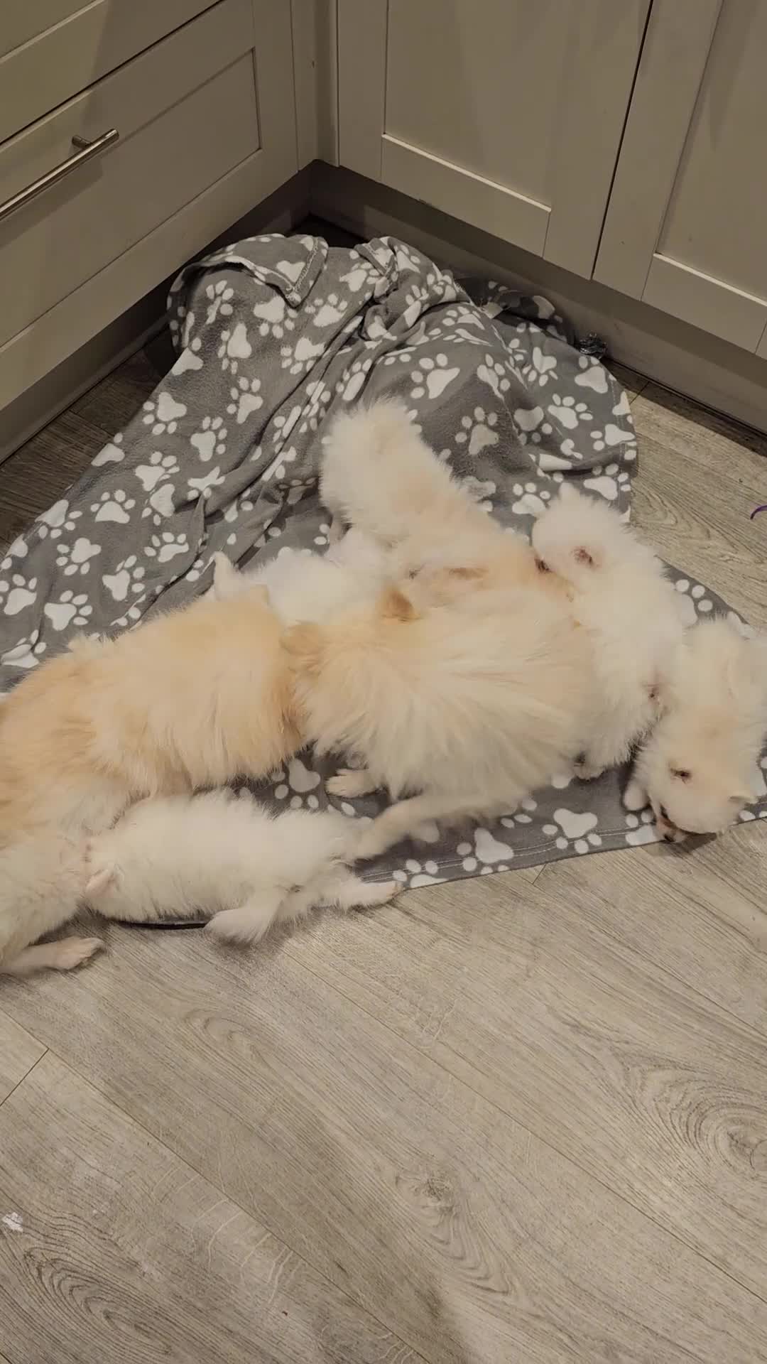 Pomeranian dogs for sale: POMERANIAN Puppies - Ready now  - Video 1