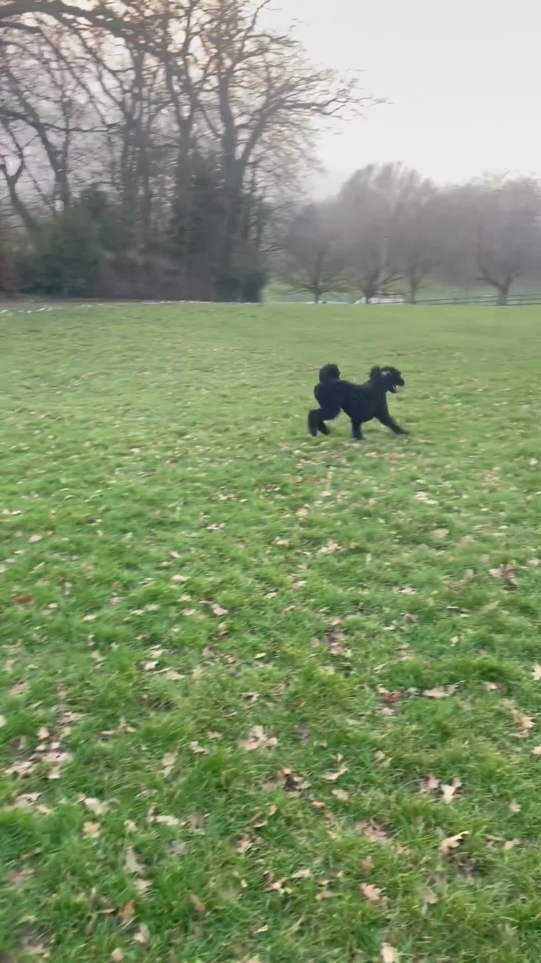 Standard Poodle dogs for sale: 🐩 Female Poodle for Sale – Loving Family Dog 🐩 - Video 1