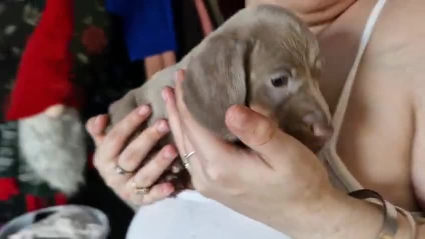 Miniature Dachshund dogs for sale: Absolutely beautiful 2 lilac boys left  - Video 1