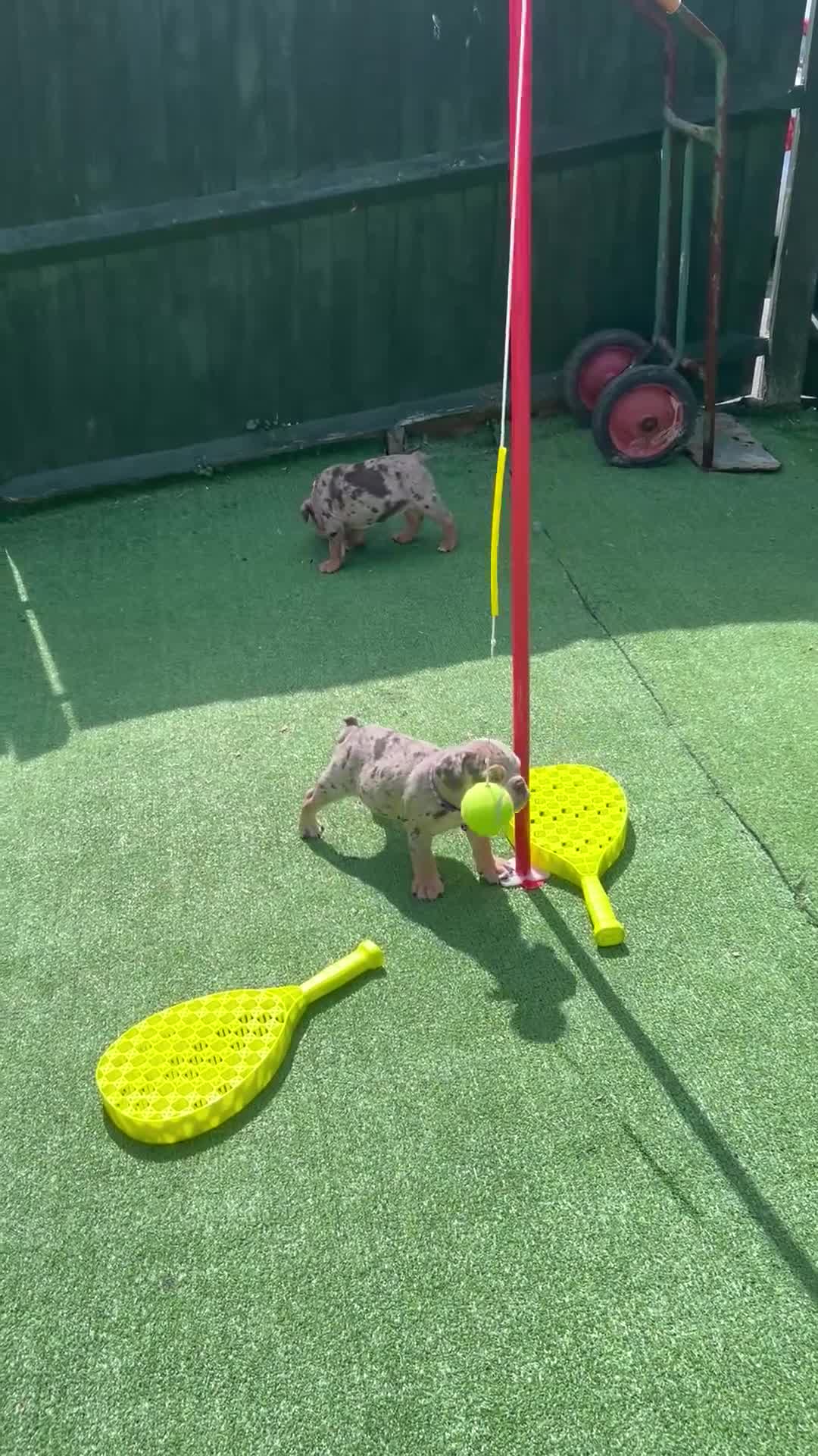Dorset Olde Tyme Bulldogge dogs for sale: OLDE ENGLISH BULLDOG READY TO LEAVE  - Video 1
