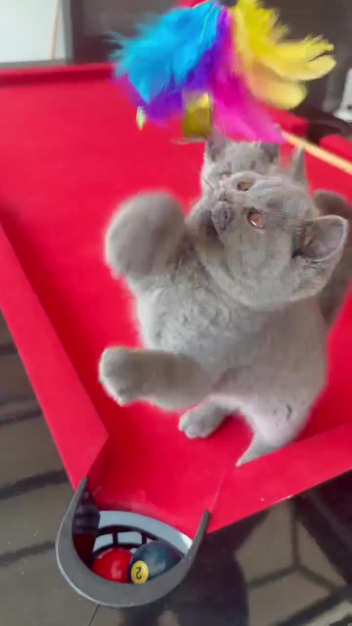 British Shorthair cats for sale: READY- 1 FEMALE-GCCF BRITISH SHORTHAIR - Video 1