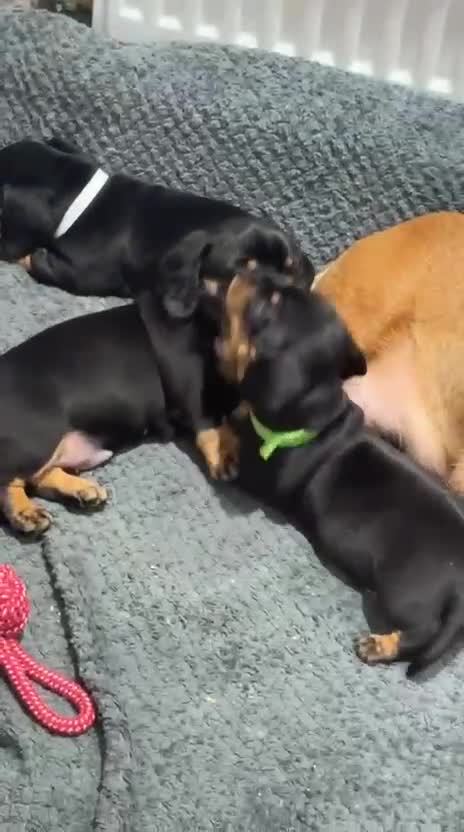 Dachshund dogs for sale: Dashund black and tan - Video 1