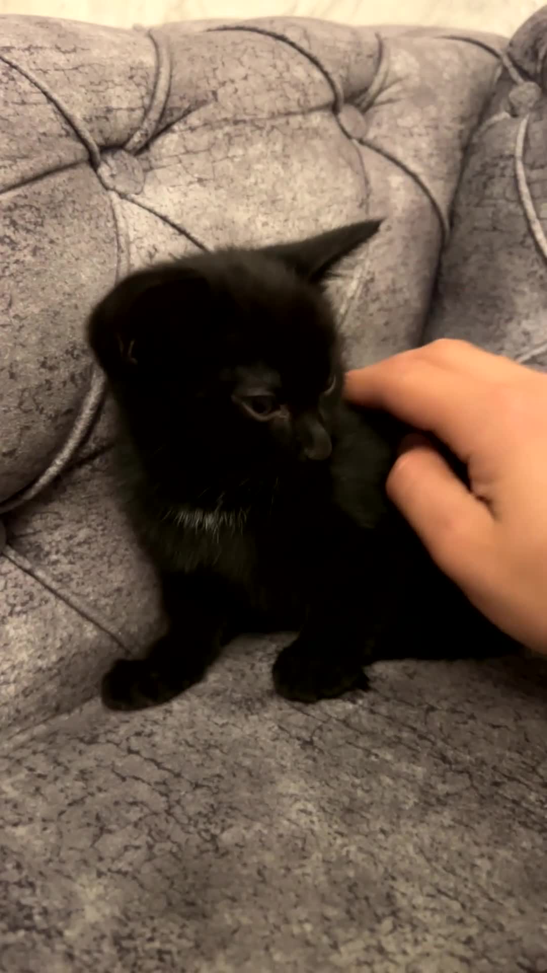 British Shorthair cats for sale: Gorgeous black kitten - Video 4