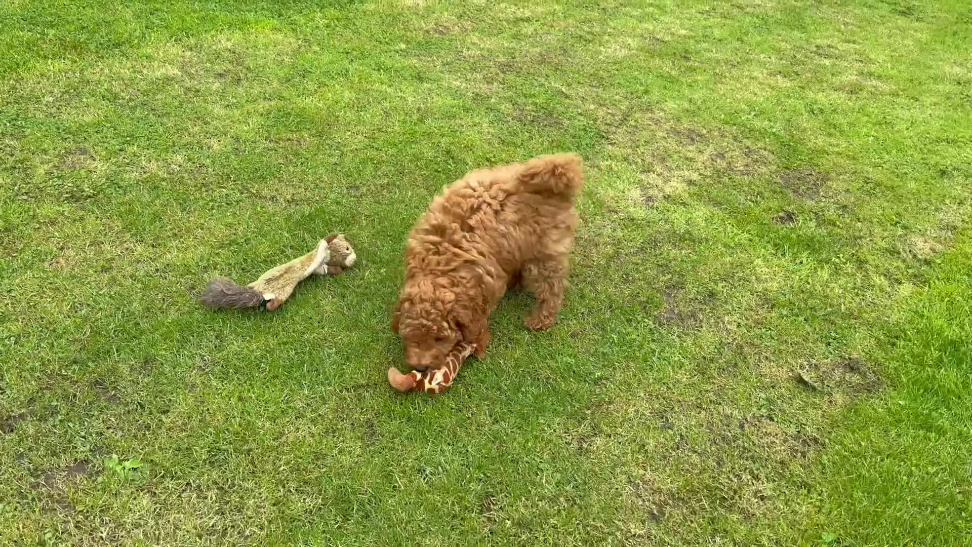 Cavapoochon dogs for sale: Gorgeous F1B Cavapoochon’s Fox Red available now. - Video 2